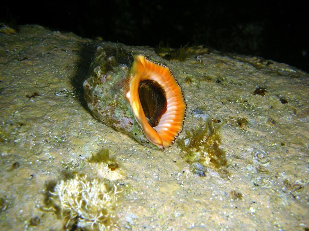 Stramonita haemastoma